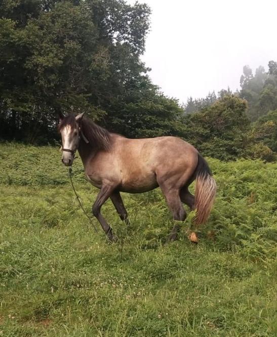 Haraneko Errota * Aranguren (Biscay)